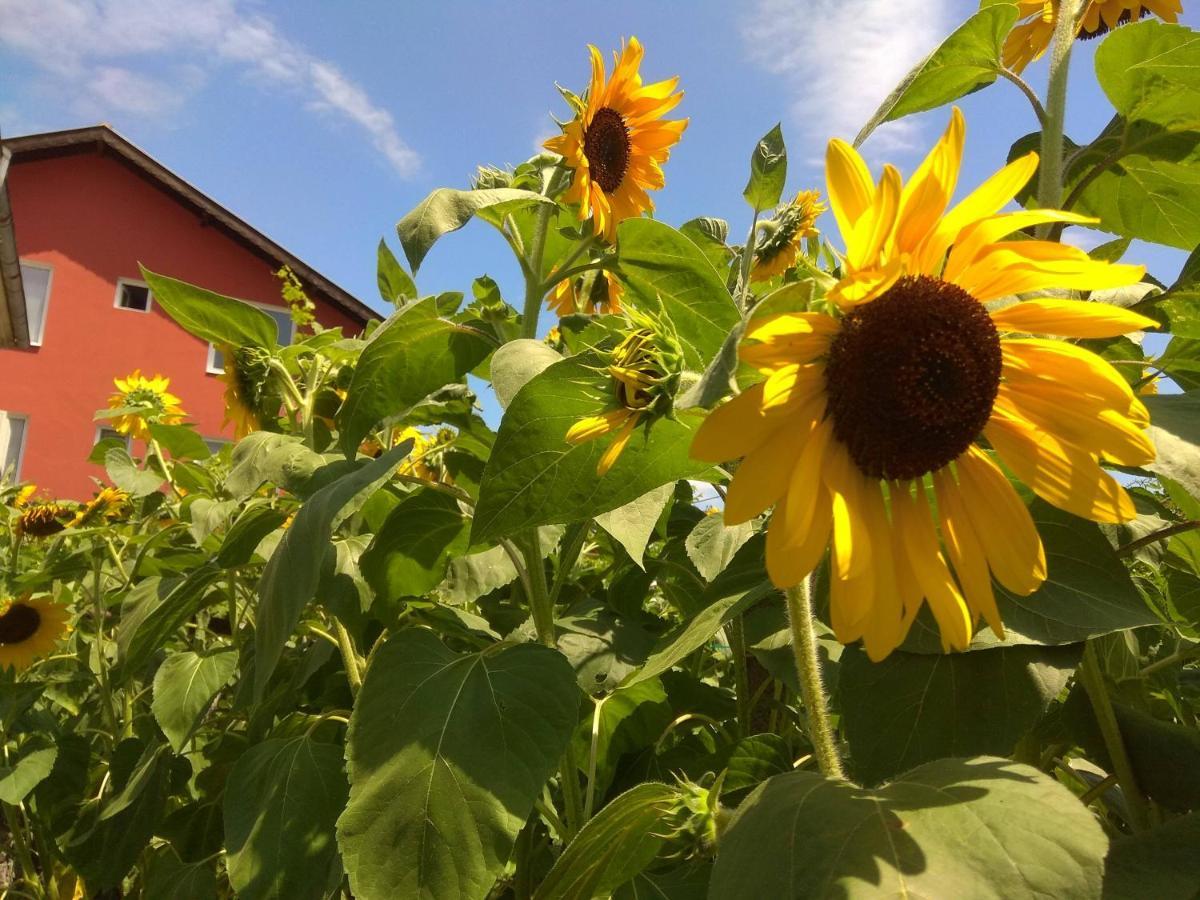 Konukevi Sunflowers